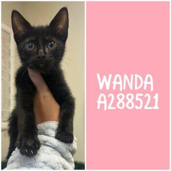 Domestic Short Hair Cats Available for Adoption in Macon, Georgia - WANDA | PetCurious