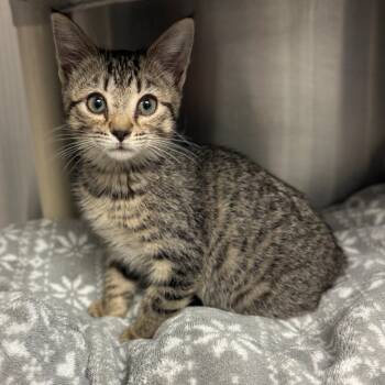 Rescue Domestic Short Hair Cats for Adoption in Hendersonville, North Carolina - Piggly Wiggly | PetCurious