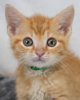 Blackberry -  Domestic Short Hair and Tabby Cat for Adoption in Kennesaw, Georgia - Blackberry | PetCurious