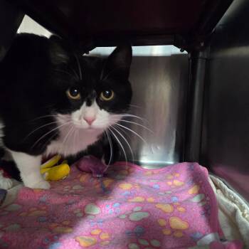 Domestic Short Hair Cats Available for Adoption in West Olive, Michigan - Jack Jack (Chow Hound Jenison) | PetCurious