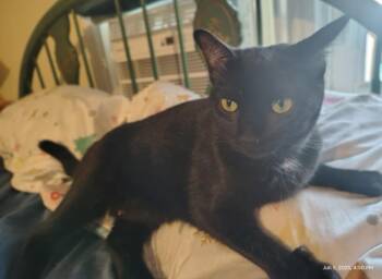 Rescue Domestic Short Hair Cats for Adoption in Mokena, Illinois - Froyo | PetCurious