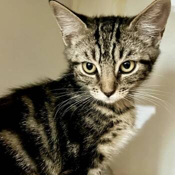 Rescue Domestic Short Hair Cats for Adoption in Sarasota, Florida - Jacob | PetCurious
