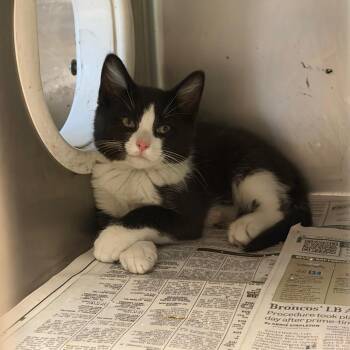 Tux -  Domestic Short Hair Cat for Adoption in Charleston, West Virginia - Tux | PetCurious