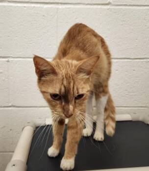 CRUMB -  Domestic Short Hair Cat for Adoption in Hagerstown, Maryland - CRUMB | PetCurious