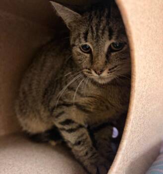 Bailey -  Domestic Short Hair Cat for Adoption in Disputanta, Virginia - Bailey | PetCurious