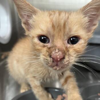 James -  Domestic Short Hair Cat for Adoption in Richmond Hill, Georgia - James | PetCurious