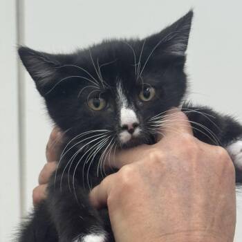 Demon -  Domestic Short Hair Cat for Adoption in Sonora, California - Demon | PetCurious