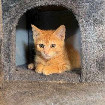 Hester -  Domestic Short Hair Cat for Adoption in Houston, Texas - Hester | PetCurious