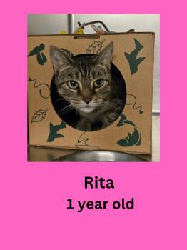 Rita -  Domestic Short Hair Cat for Adoption in Ravenna, Ohio - Rita | PetCurious