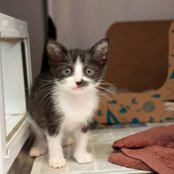 Jo -  Domestic Short Hair Cat for Adoption in Goleta, California - Jo | PetCurious