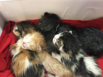 Domestic Short Hair Cats Available for Adoption in Thousand Palms, California - A1906494 | PetCurious