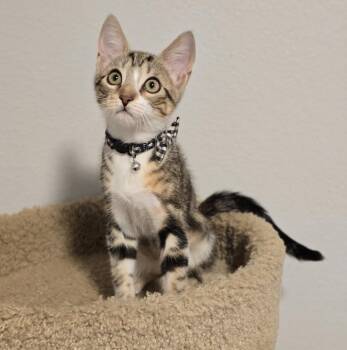 Lisa -  Domestic Short Hair Cat for Adoption in Sedalia, Colorado - Lisa | PetCurious
