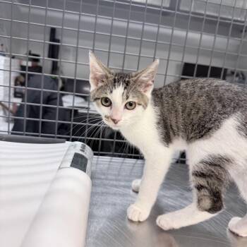 Railey -  Domestic Short Hair Cat for Adoption in New York, New York - Railey | PetCurious