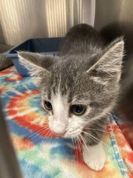 DJ -  Domestic Short Hair Cat Available for Adoption in Allen, Texas - DJ | PetCurious