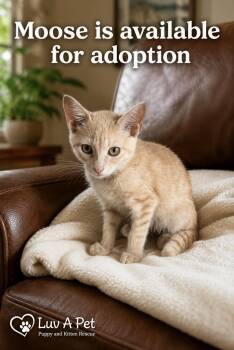 Moose -  Domestic Short Hair Cat for Adoption in Royal Palm Beach, Florida - Moose | PetCurious