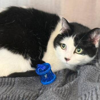 Domestic Short Hair Cats Available for Adoption - Oreo | PetCurious
