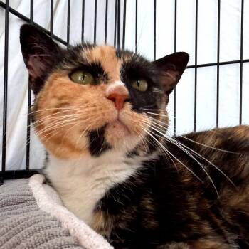 Norma -  Domestic Short Hair Cat for Adoption in New York, New York - Norma | PetCurious