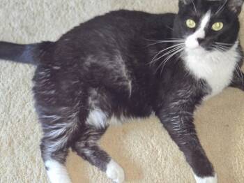 Domestic Medium Hair Cats Available for Adoption in Fort Worth, Texas - Oreo (bonded To Zeus) | PetCurious