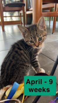 Domestic Short Hair Cats Available for Adoption - April | PetCurious