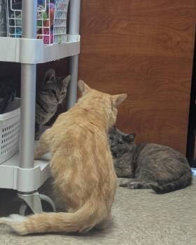 Domestic Short Hair Cats Available for Adoption in Athens, Ohio - Al Bundy | PetCurious