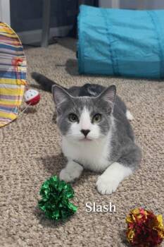 Domestic Short Hair Cats Available for Adoption in Washington Township, New Jersey - Slash | PetCurious