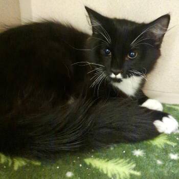 Rascal -  Domestic Medium Hair Cat for Adoption in Denison, Texas - Rascal | PetCurious
