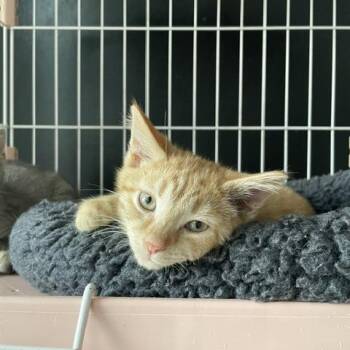 Summer -  Domestic Short Hair Cat for Adoption in Dayton, Ohio - Summer | PetCurious
