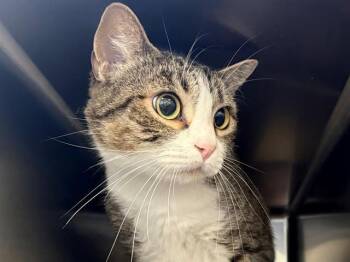 Domestic Short Hair Cats Available for Adoption in Santa Rosa, California - MORK | PetCurious