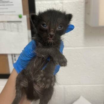 Domestic Short Hair Cats Available for Adoption in Edinburg, Texas - Bumper | PetCurious
