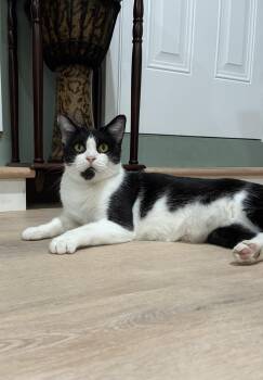 Rescue Domestic Medium Hair Cats for Adoption in Sanford, North Carolina - Lotus | PetCurious