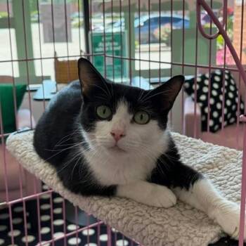 Stella -  Domestic Short Hair Cat for Adoption in Dayton, Ohio - Stella | PetCurious