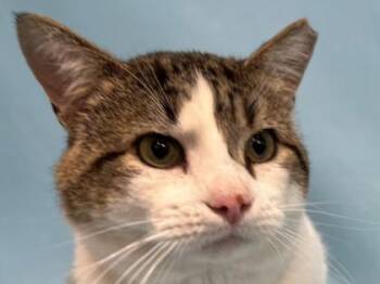 Fred -  Domestic Short Hair Cat for Adoption in Golden Valley, Minnesota - Fred | PetCurious