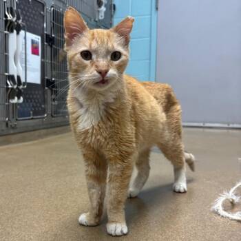 Morris -  Domestic Short Hair Cat for Adoption in Corpus Christi, Texas - Morris | PetCurious