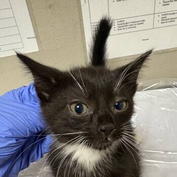 Rescue Domestic Short Hair Cats for Adoption in Yuma, Arizona - Claire | PetCurious