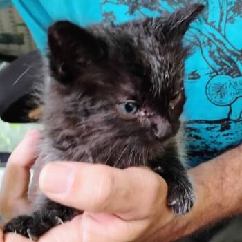 Rescue Domestic Medium Hair Cats for Adoption in Pahoa, Hawaii - Newbie K2 | PetCurious