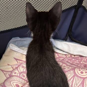 Hester -  Domestic Short Hair Cat for Adoption in West Palm Beach, Florida - Hester | PetCurious