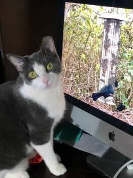 Rescue Tuxedo and American Shorthair Cats for Adoption in Hoboken, New Jersey - TORI | PetCurious