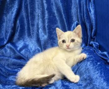 Mandy -  Siamese Cat for Adoption in Gainesville, Florida - Mandy | PetCurious