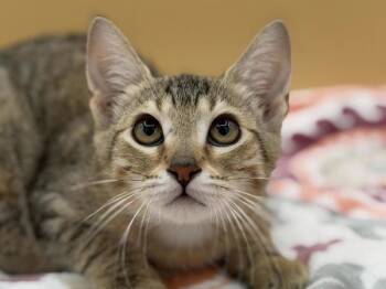 Isaiah -  Domestic Short Hair Cat for Adoption in Portland, Oregon - Isaiah | PetCurious