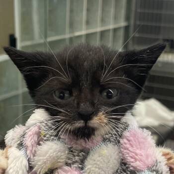 Salt -  Domestic Short Hair Cat for Adoption in West Palm Beach, Florida - Salt | PetCurious