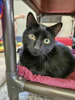 Rescue Domestic Short Hair Cats for Adoption in New Freedom, Pennsylvania - Gus | PetCurious