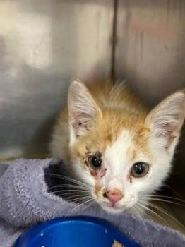 Angel -  Domestic Short Hair Cat for Adoption in Burgaw, North Carolina - Angel | PetCurious