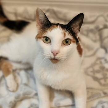 Rescue Domestic Short Hair Cats for Adoption in Fort Lauderdale, Florida - Christine | PetCurious