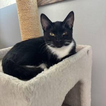 Pearl -  Domestic Short Hair Cat for Adoption in Kenosha, Wisconsin - Pearl | PetCurious