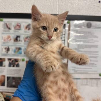 Domestic Short Hair Cats Available for Adoption in Edinburg, Texas - Grady | PetCurious