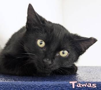 Tawas -  Domestic Short Hair Cat for Adoption in Mason, Michigan - Tawas | PetCurious