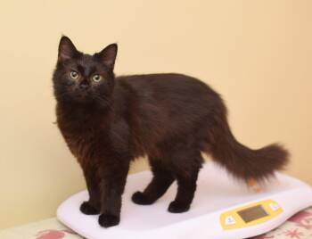 Joe -  Maine Coon Cat for Adoption in Hockessin, Delaware - Joe | PetCurious