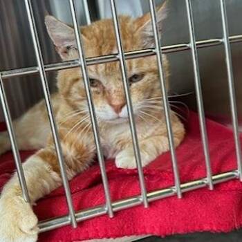 Domestic Short Hair Cats Available for Adoption in Knoxville, Tennessee - Tang | PetCurious