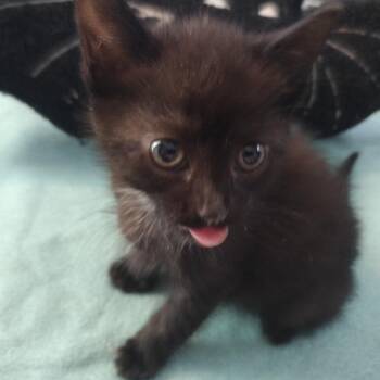 Rescue Domestic Short Hair Cats for Adoption in Winchester, Virginia - Lycoris | PetCurious