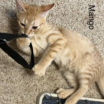 Mango -  Domestic Short Hair Cat for Adoption in Liverpool, Texas - Mango | PetCurious